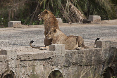 Lioness watches