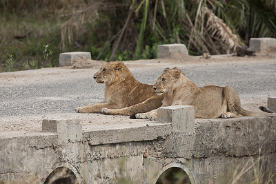 Lioness watches