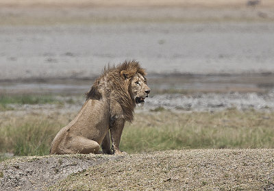 Lion watches