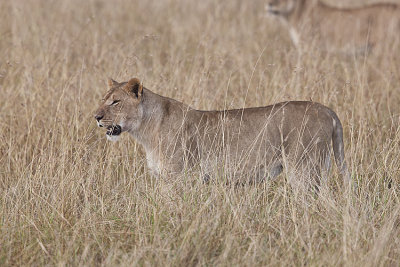 Lioness stalks