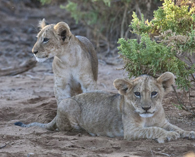 Cubs together