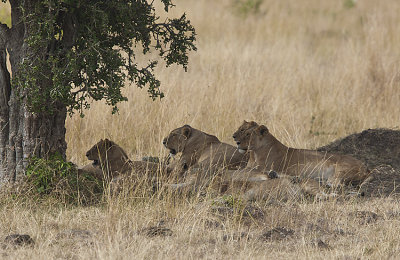 Family rests