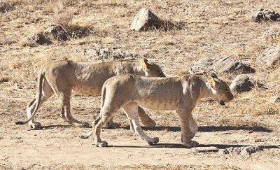 Lionesses stalks