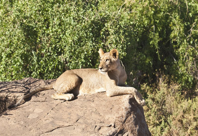 Lioness watche