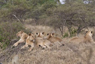 Lionesses watch