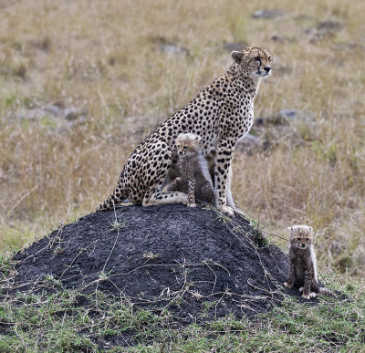 Cheetah and cub