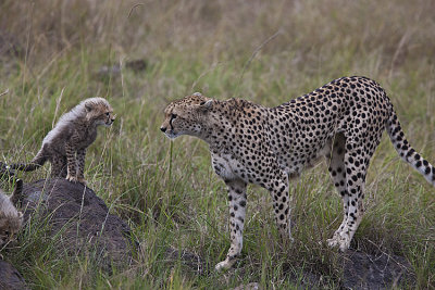 Cheetah mom and cub