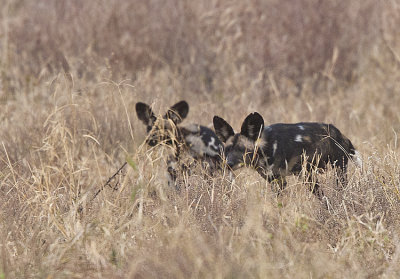 Wild Dogs