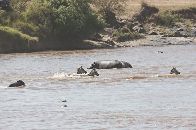 Hippo on Mara river