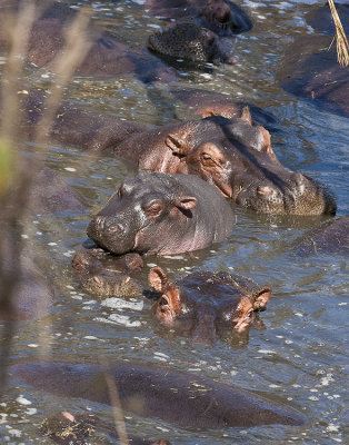 Hippopotamus mom and babies