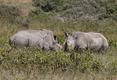 Rhinos fighting