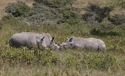 Rhinos fighting