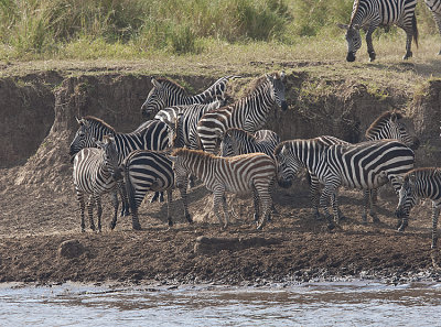 Zebras prepare to cross