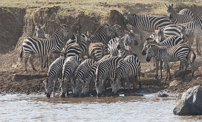 Zebras prepare to cross