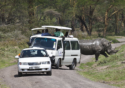 Rhino passes cars closely