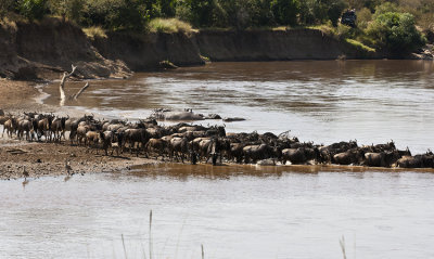 Crossing the Mara