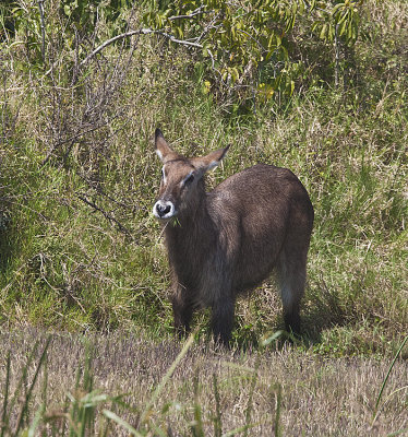 Waterbuck,female