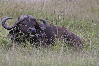 Cape buffalo with Oxpeckers