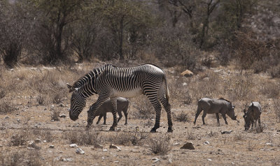 Zebra and warthogs