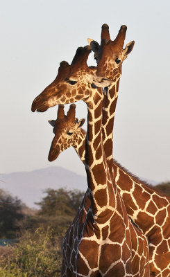 Giraffes