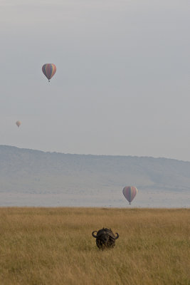 Cape buffalo with balloons