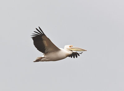 Yellow-billed stork