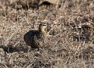 Yellow-throated Sandgrouse