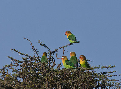 Fischers Lovebirds