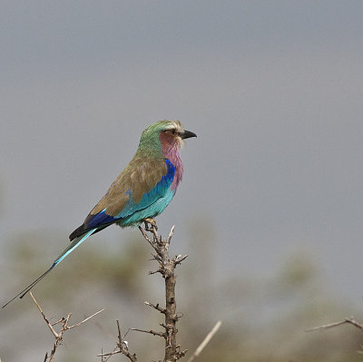 Liliac-breasted Roller