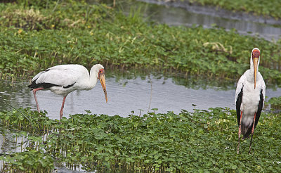 Yellow-billed storks