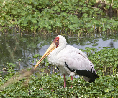 Yellow-billed storks