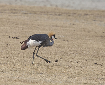 Grey-crowned cranes\