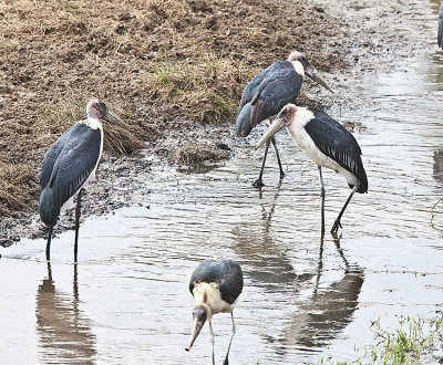 Marabrou storks