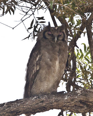 Verreaux's Eagle owl