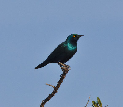 Lesser Blue-eared Starling