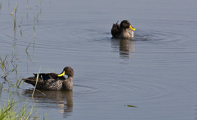 Yellow-billed Ducks