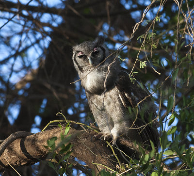 Verreaux's Eagle owl