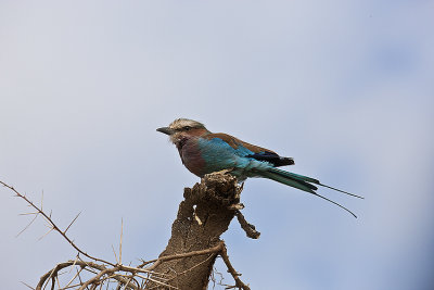 Liliac-breasted Roller