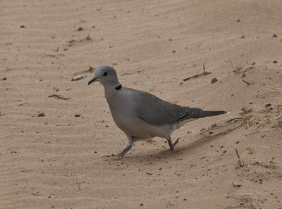 African White-winged Dove