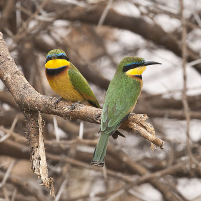 Little Beeeaters