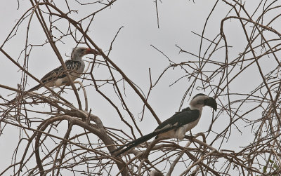 Red-necked Hornbill and Von der decken Hornhill