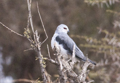 Black-shouldered Kite