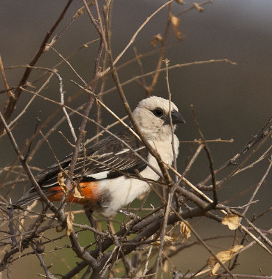 White-headed Buffalo Weaver