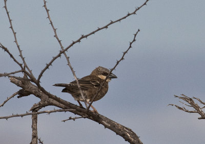 Donaldson-Smith's Sparrow Weaver