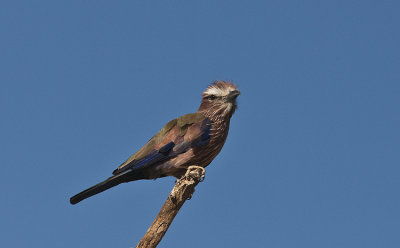 Rufus-crowned Roller