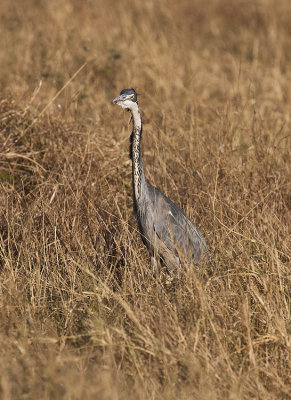 Black-headed heron