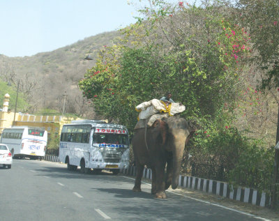 Working elephant on modern roadway