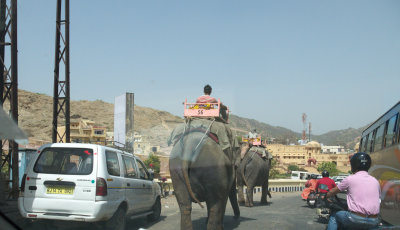 Working elephants on modern roadway