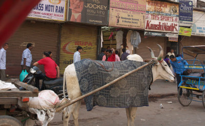 Cow used for transport