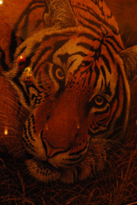 Tiger seen in show